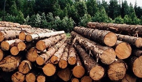 Услуги по настройке рабочего места для работы в ЕГАИС учета древесины